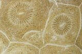 Polished Fossil Coral (Actinocyathus) - Morocco #100648-1